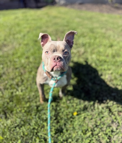 STEWIE - Bully American  - Standard / Mix available for adoption