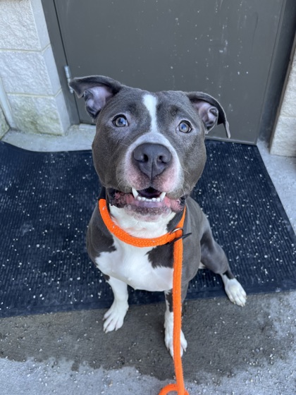 KANE - Pit Bull Terrier / Mix available for adoption