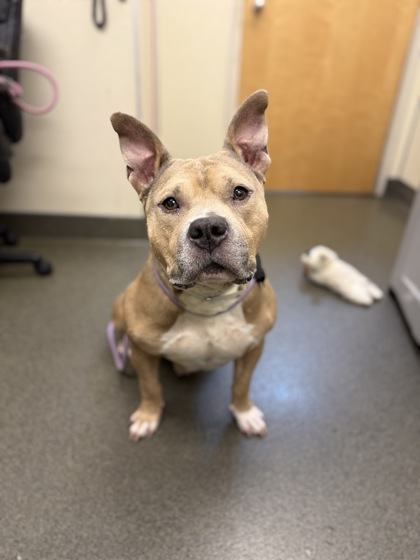 LUGNUT - American Pit Bull Terrier / Mix available for adoption