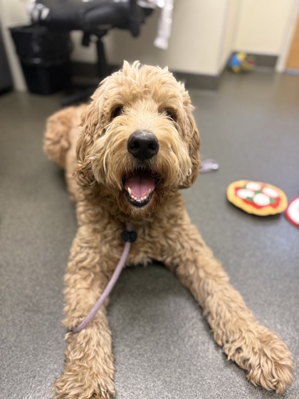 FLOYD - Standard Poodle / Golden Retriever available for adoption