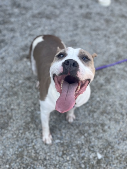 BUBBLES - American Staffordshire Terrier available for adoption