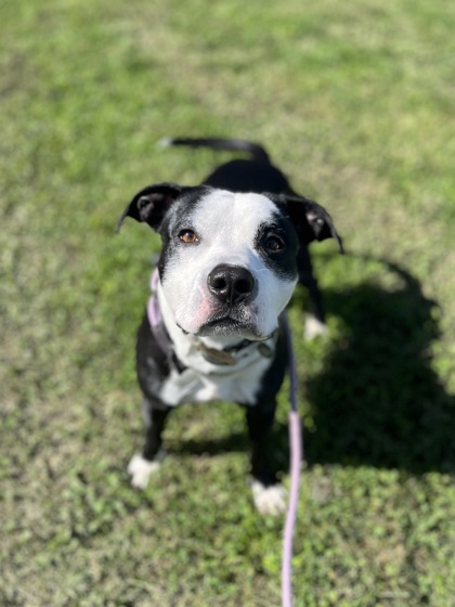 BOOMER - Pit Bull Terrier / Mix available for adoption