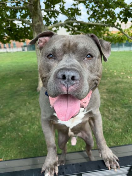 SNOOP DOG - American Pit Bull Terrier / Mix available for adoption