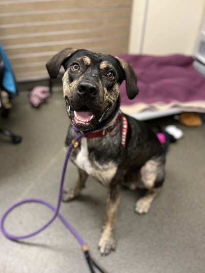SONNY - Mixed Breed, Large (over 44 lbs fully grown) / Mix for adoption in Columbus