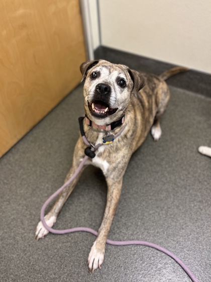 MONET - Mixed Breed, Medium (up to 44 lbs fully grown) / Mix available for adoption