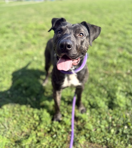 BANE - Pit Bull Terrier / Chinese Shar-Pei available for adoption