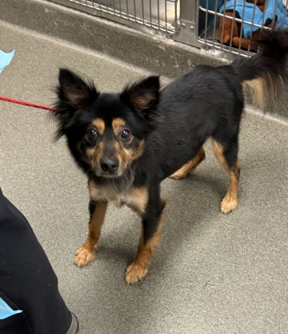 BLAIR - Mixed Breed, Small (under 24 lbs fully grown) / Mix available for adoption