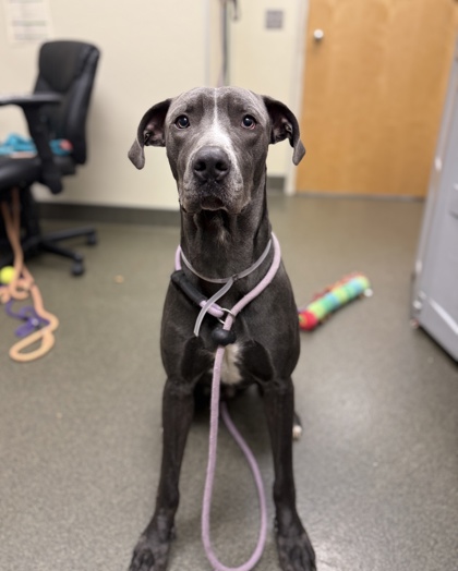 BRONCO - Great Dane / Mix available for adoption