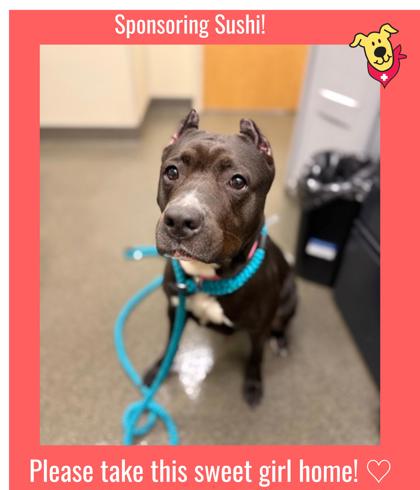 SUSHI - Pit Bull Terrier / Mix available for adoption