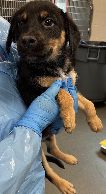 TITAN - Mixed Breed, Medium (up to 44 lbs fully grown) / Mix available for adoption