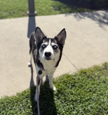CARLY - Siberian Husky available for adoption