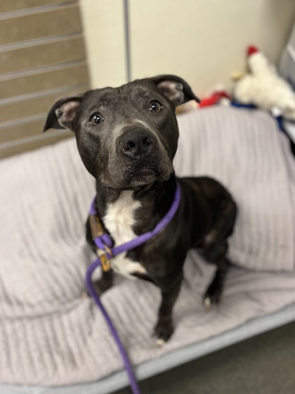 DARCY - American Pit Bull Terrier / Mix available for adoption