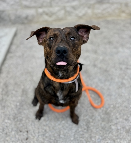 BUDDY - American Pit Bull Terrier / Mix available for adoption