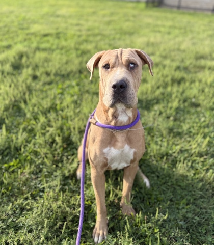 RAE - Mixed Breed, Large (over 44 lbs fully grown) / Mix available for adoption
