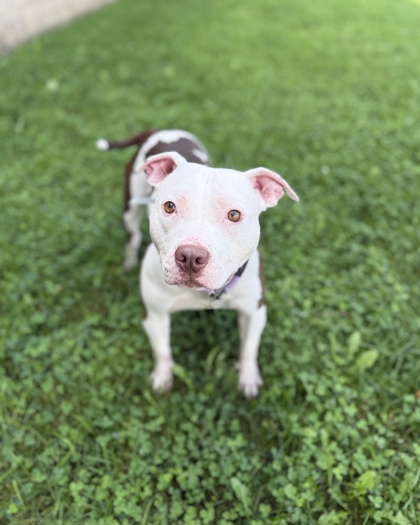 KIRBY - American Pit Bull Terrier / Mix available for adoption