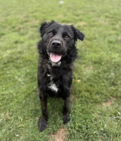 TUCKER - Mixed Breed, Medium (up to 44 lbs fully grown) / Mix available for adoption