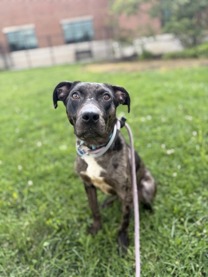 LEO - Mixed Breed, Medium (up to 44 lbs fully grown) / Mix for adoption in Columbus