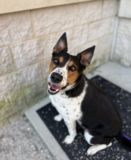 KYRA - Border Collie / Mix available for adoption