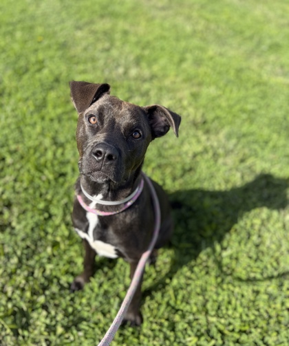 FREYA - Mixed Breed, Large (over 44 lbs fully grown) / Mix available for adoption