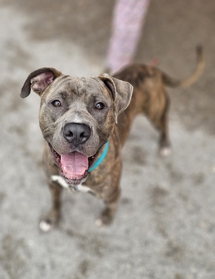GROVER - Pit Bull Terrier / Cane Corso available for adoption