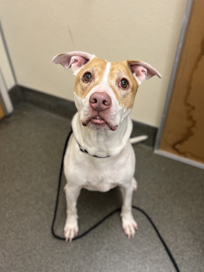 BABY - Pit Bull Terrier / Mix available for adoption