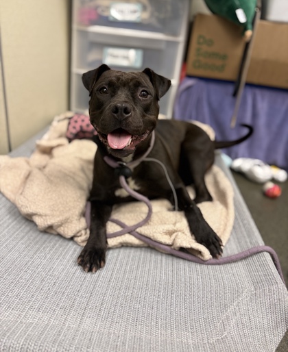 MAPLE - Pit Bull Terrier / Mix available for adoption