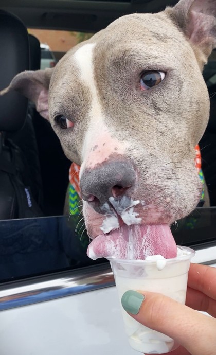 CHEYENNE - American Pit Bull Terrier / Mix available for adoption