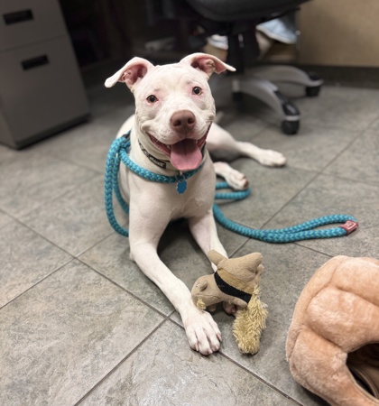 PAISLEY - American Pit Bull Terrier / Mix available for adoption