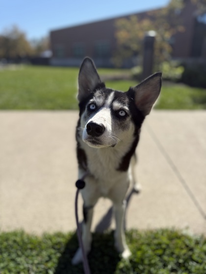 CARLY - Siberian Husky available for adoption