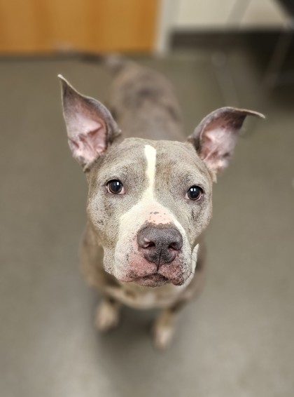 CHEYENNE - American Pit Bull Terrier / Mix available for adoption