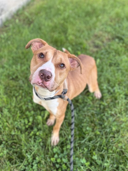 DUDLEY - Pit Bull Terrier / Mix available for adoption