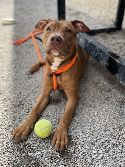 TEX - Pit Bull Terrier / Mix available for adoption