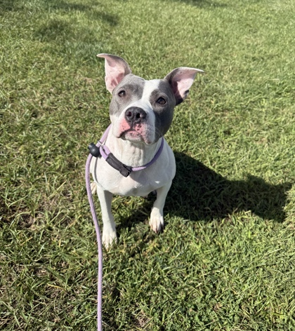 BUNNY - Pit Bull Terrier / Mix available for adoption