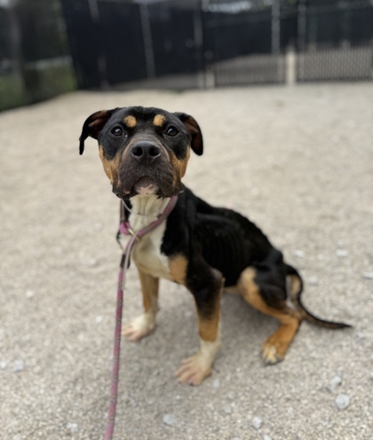 HEIDI - Pit Bull Terrier / Mix available for adoption