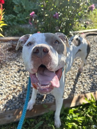 KINGSLEY - American Pit Bull Terrier / Mix for adoption in Columbus