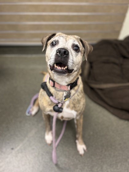 MONET - Mixed Breed, Medium (up to 44 lbs fully grown) / Mix available for adoption