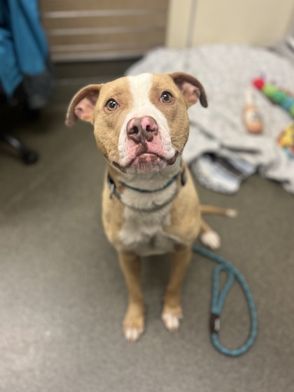 MONGOOSE - American Pit Bull Terrier / Mix available for adoption