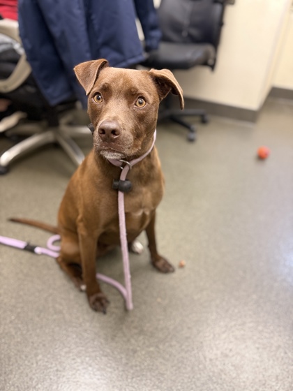 HELION - American Pit Bull Terrier / Mix available for adoption