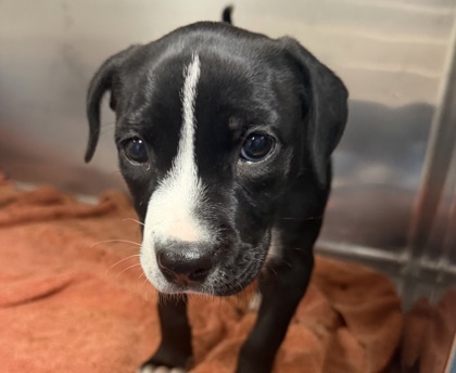 COOKIE - Mixed Breed, Medium (up to 44 lbs fully grown) / Mix available for adoption