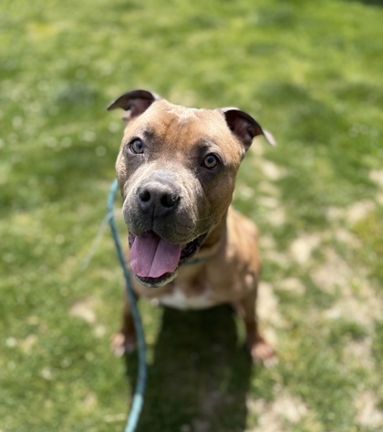 RELISH - Pit Bull Terrier / Mix available for adoption