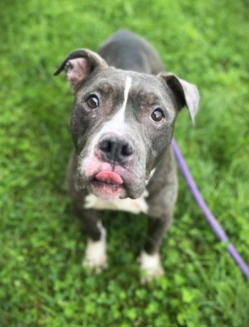GERTIE - American Staffordshire Terrier / Mix available for adoption
