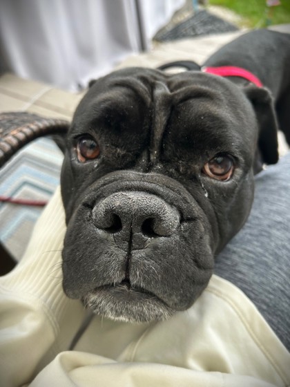 MARINA - Mastiff / Mix available for adoption