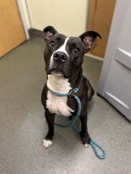 DREW - Pit Bull Terrier / Mix available for adoption