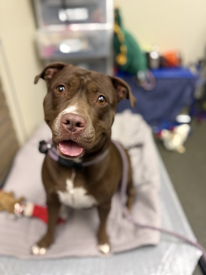 GISELLE - American Pit Bull Terrier / Mix available for adoption
