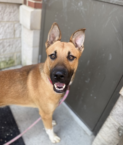 REGGIE - German Shepherd / Mix for adoption in Columbus