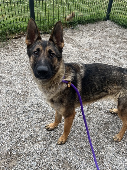 CHIEF - German Shepherd available for adoption