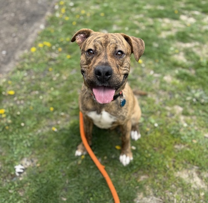 MAUI - Pit Bull Terrier / Mix available for adoption