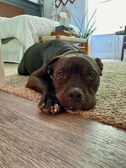 CARSON - American Pit Bull Terrier / Mix available for adoption