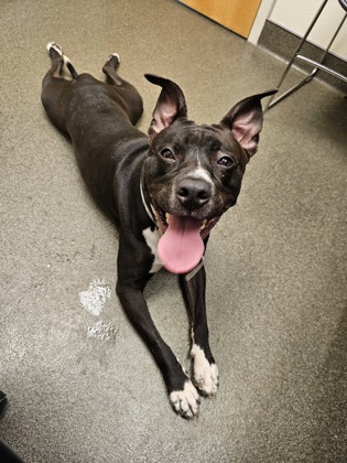CALLIE - American Pit Bull Terrier / Mix available for adoption