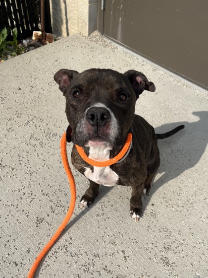 LOUISE - Pit Bull Terrier / Mix available for adoption